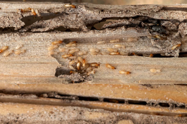 Best Exterminator Services  in Anamosa, IA
