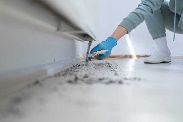Best Termite Control Services  in Anamosa, IA